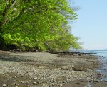 A tree on the beach in Fort Ward State Park on Bainbridge Island, Washington &copy; Mahalie Pech