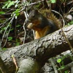 A chipmunk lunches in Fort Ward State Park on Bainbridge Island, Washington &copy; Mahalie Pech