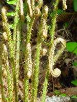 Fern shoots in Fort Ward State Park on Bainbridge Island, Washington &copy; Mahalie Pech