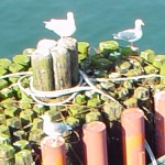 Seagulls perched on a ferry bumper near Bainbridge Island, Washington &copy; Mahalie Pech