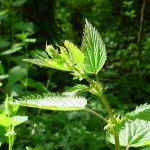 New nettle shoots in Fort Ward State Park, Bainbridge Island, Washington &copy; Mahalie Pech