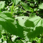 Nettle leaves and their shadows in Fort Ward State Park, Bainbridge Island, Washington &copy; Mahalie Pech