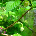 Buds of a pink wildflower (wild rose?) in Fort Ward State Park, Bainbridge Island, Washington &copy; Mahalie Pech