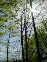 Sun in the trees along the trail in Fort Ward State Park, Bainbridge Island, Washington &copy; Mahalie Pech