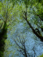 Treetops on trail in Fort Ward State Park, Bainbridge Island, Washington &copy; Mahalie Pech