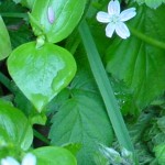 Delicate white wildflowers growing at base of shrub in Fort Ward State Park, Bainbridge Island, Washington &copy; Mahalie Pech