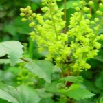 Blurry due to my fear of bees, call it ambiance...Mahonia or 'Oregon Grape' wildflower in Fort Ward State Park, Bainbridge Island, Washington &copy; Mahalie Pech