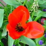 Interior view of elephant tulip at Bergan Place in Ballard, Washington &copy; Mahalie Pech