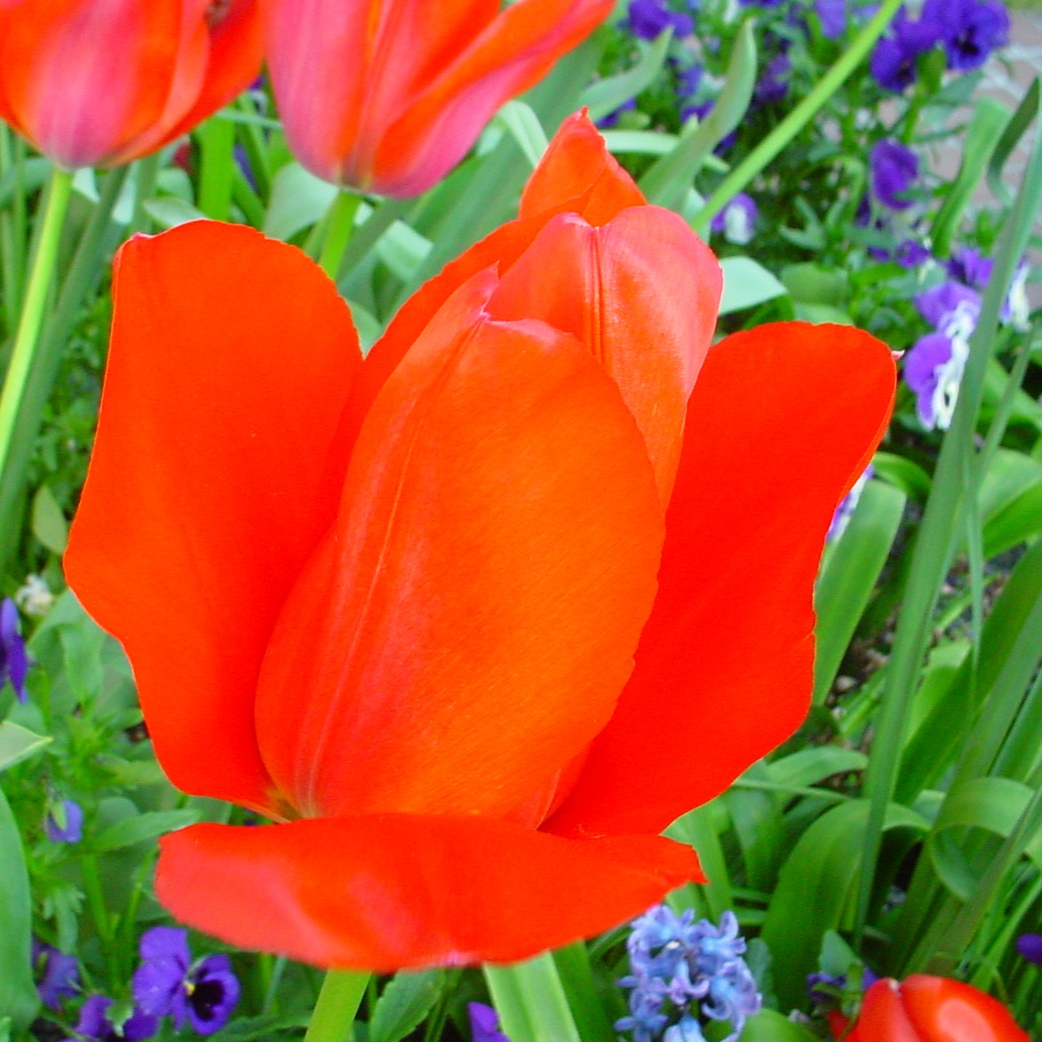 Red elephant tulip in Bergan Place planters in Ballard, Washington &copy; Mahalie Pech
