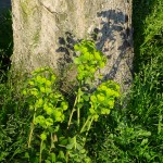 New green growth at base of tree on Ballard Avenue, Seattle, Washington &copy; Mahalie Pech