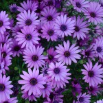 Purple flowers (bachelor buttons?) in planters at Bergan Place in Ballard, Washington &copy; Mahalie Pech