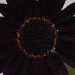 A black sunflower in the 4H competition at the Ellensburg Rodeo. &copy; Mahalie Pech