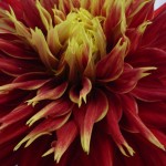 A dahlia in the 4H competition at the Ellensburg Rodeo. &copy; Mahalie Pech