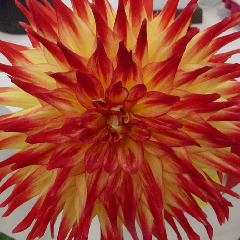 A dahlia in the 4H competition at the Ellensburg Rodeo. &copy; Mahalie Pech