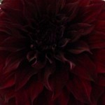 A dahlia in the 4H competition at the Ellensburg Rodeo. &copy; Mahalie Pech