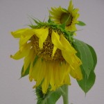 A sunflower in the 4H competition at the Ellensburg Rodeo. &copy; Mahalie Pech