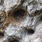 Burrow holes at the base of a tree. &copy; Mahalie Pech