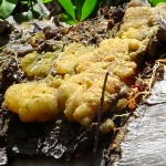 Huge sap clump on a log. &copy; Mahalie Pech