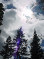 Sun in the trees at Salmon la Sac, Washington &copy; Mahalie Pech