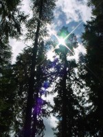 Sun in the trees at Salmon la Sac, Washington &copy; Mahalie Pech