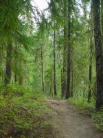 The trail at Salmon la Sac &copy; Mahalie Pech