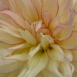 A dahlia in the 4H competition at the Ellensburg Rodeo. &copy; Mahalie Pech