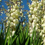 A yucca in full bloom. &copy; Mahalie Pech