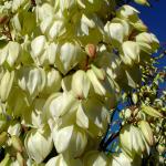 A yucca in full bloom. &copy; Mahalie Pech